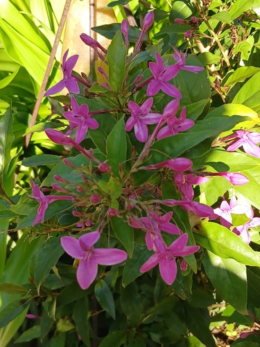 Pseuderanthemum laxiflorum observed 2026-05-05
