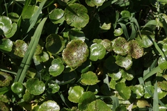 Puccinia hydrocotyles