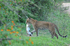 Panthera pardus kotiya