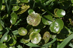 Puccinia hydrocotyles