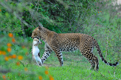 Panthera pardus kotiya