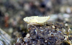 Scaphoideini