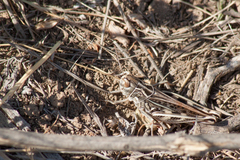 Arcyptera microptera