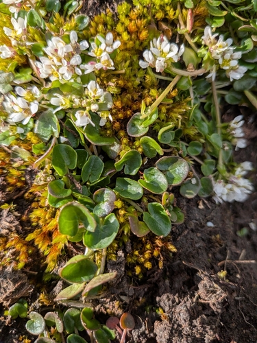 Cochlearia pyrenaica, photograph 4