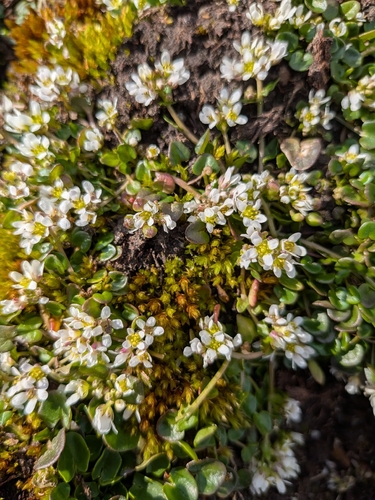 Cochlearia pyrenaica, photograph 5