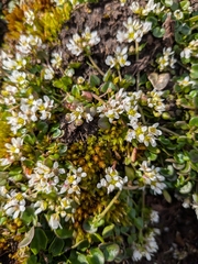 Cochlearia pyrenaica, photograph (c) betony13, some rights reserved (CC BY)