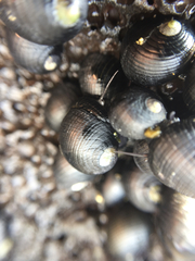 Nerita picea