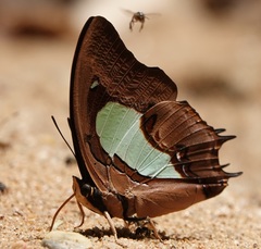 Polyura hebe