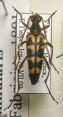 Leptura annularis