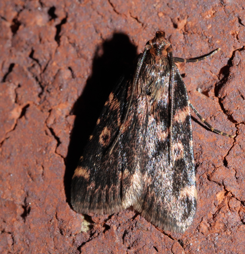 Grease Moth