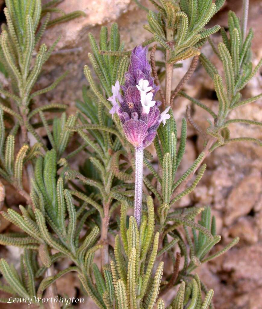 Lavandula subgenus Lavandula