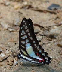 Graphium evemon eventus