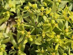 Euphorbia boetica, photograph (c) ahabo, some rights reserved (CC BY)