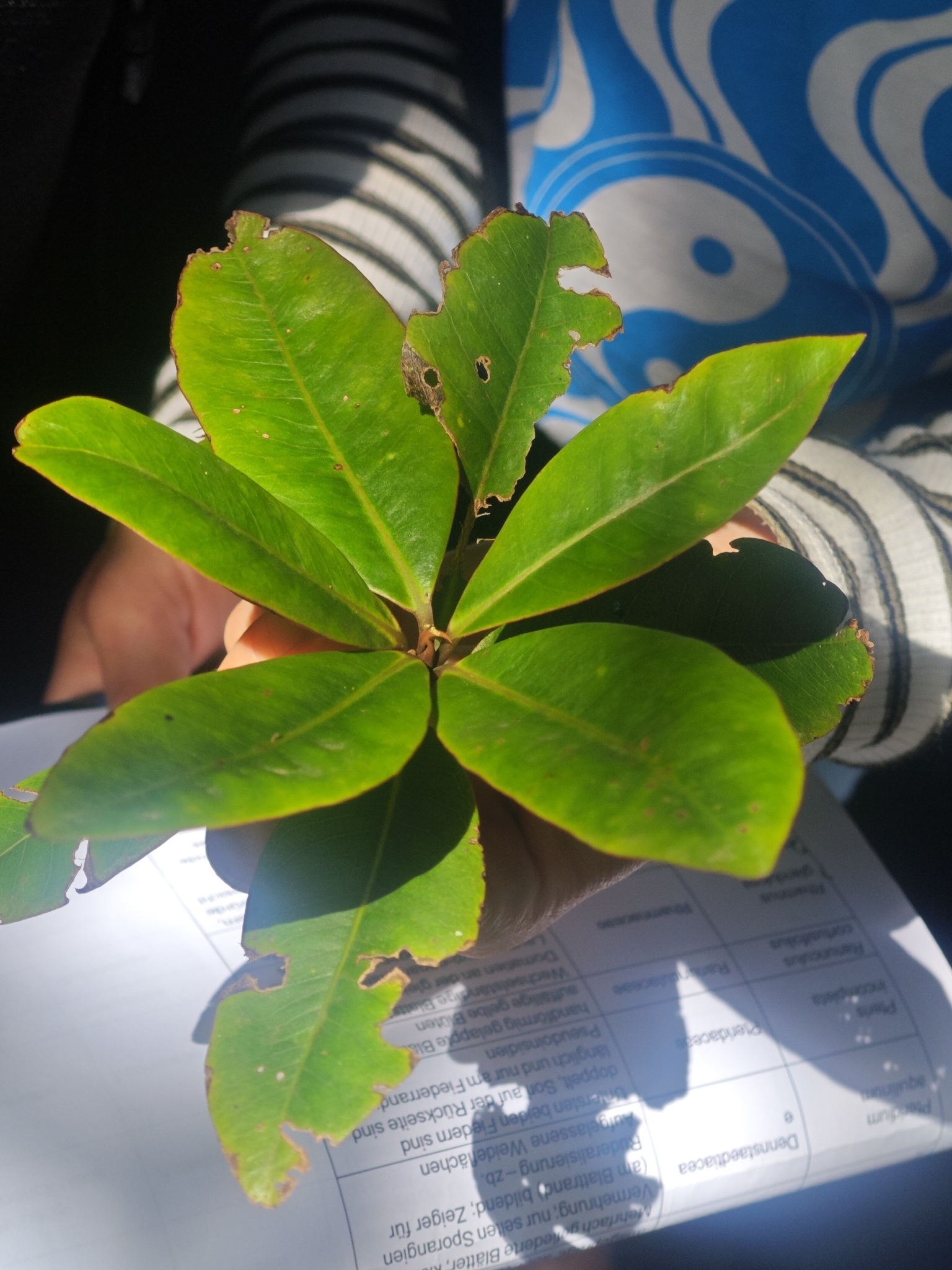 Heberdenia excelsa