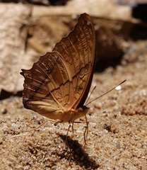 Vindula dejone erotella