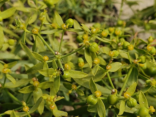 Euphorbia boetica, photograph 5