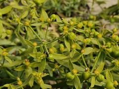 Euphorbia boetica, photograph (c) ahabo, some rights reserved (CC BY)