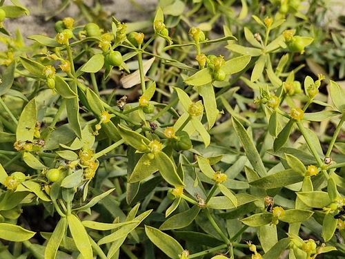Euphorbia boetica, photograph 6