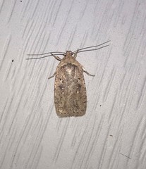 Agonopterix canadensis
