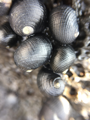Nerita picea