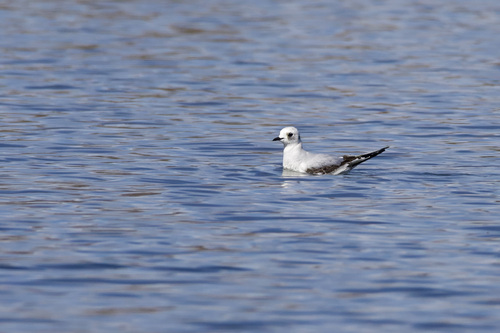 Gaviota rosada (Rhodostethia rosea)