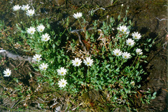 Stellaria crassipes