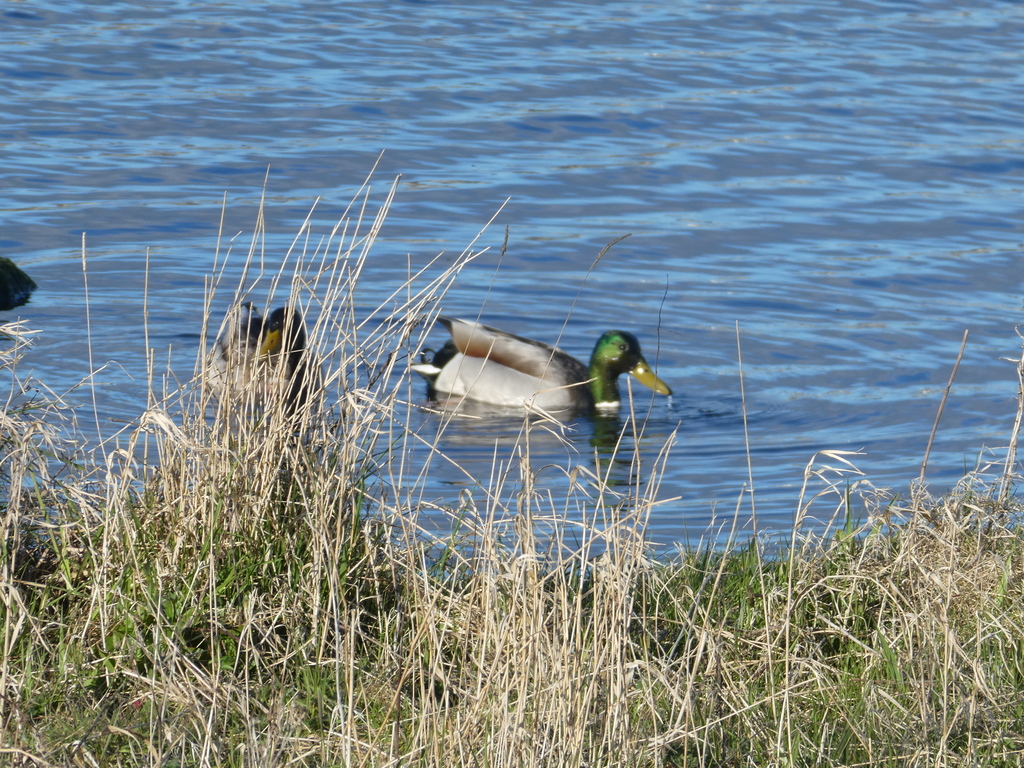 Mallard from Clickimin Loch, Shetland Islands, UK on May 4, 2026 at 07: ...
