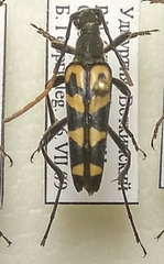 Leptura annularis
