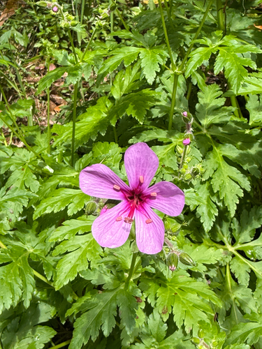 Geranium palmatum, photograph 2