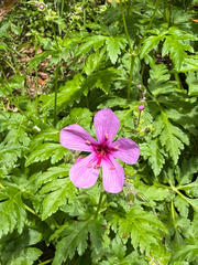 Geranium palmatum, photograph (c) Petr Harant, some rights reserved (CC BY)