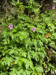 Geranium palmatum, photograph (c) Petr Harant, some rights reserved (CC BY)