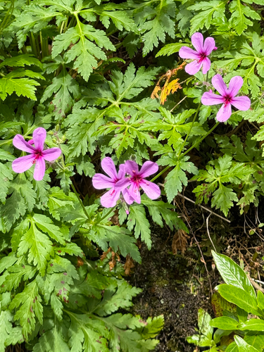 Geranium palmatum, photograph 4