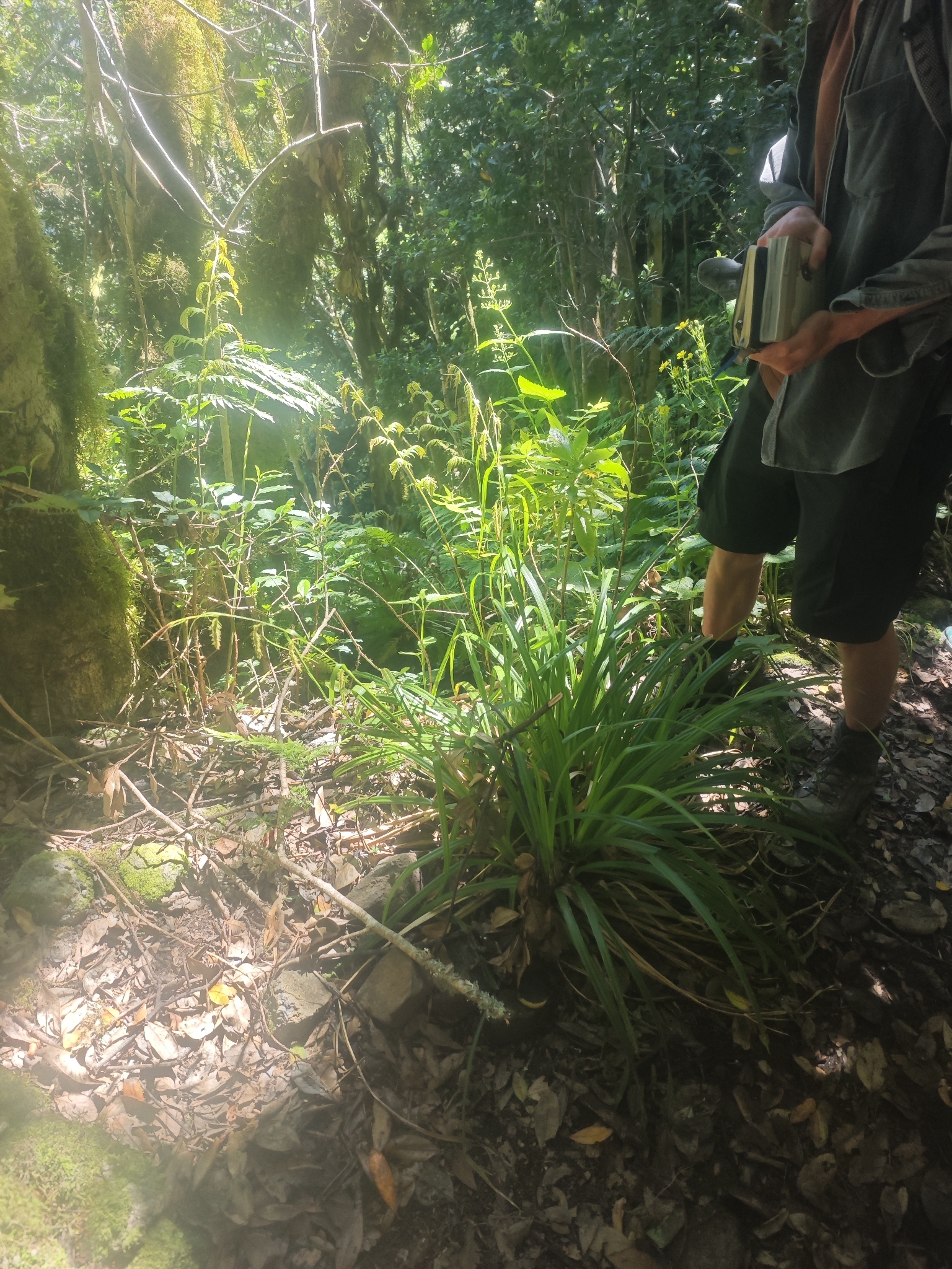 Carex perraudieriana