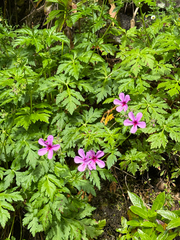 Geranium palmatum, photograph (c) Petr Harant, some rights reserved (CC BY)