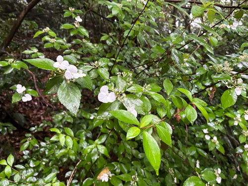 Hydrangea luteovenosa observed 2026-05-03