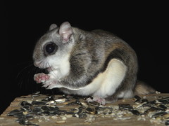 Glaucomys