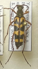 Leptura annularis