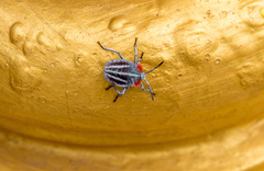 Tessaratoma papillosa