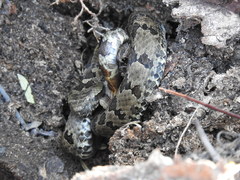 Crotalus aquilus