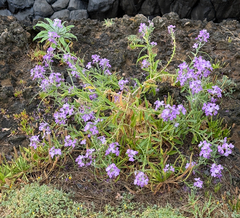 Matthiola maderensis, photograph (c) Petr Harant, some rights reserved (CC BY)