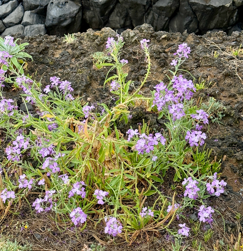 Matthiola maderensis, photograph 3