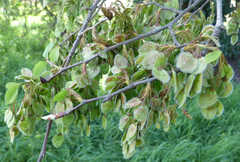 Ulmus laevis
