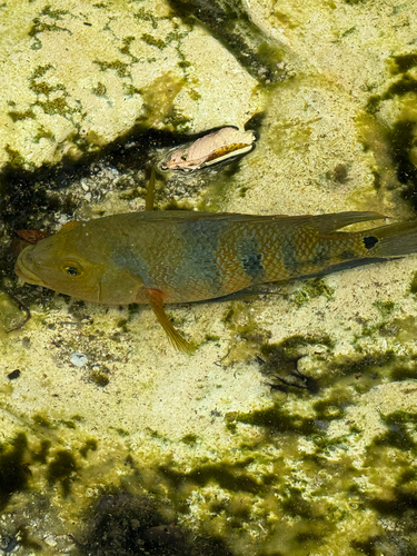 Mayaheros urophthalmus