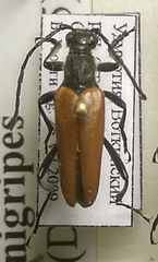 Lepturalia nigripes