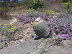 Epithelantha greggii