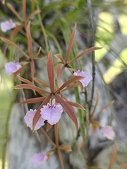 (c) Ansil B.R., some rights reserved (CC BY) Encyclia bractescens, photograph (c) Ansil B.R., some rights reserved (CC BY)