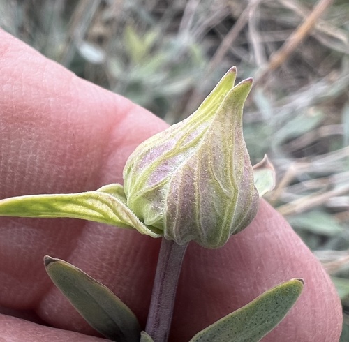 Monardella linoides, photograph 3