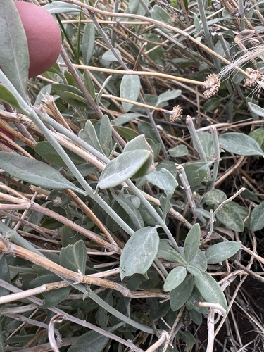 Monardella linoides, photograph 4