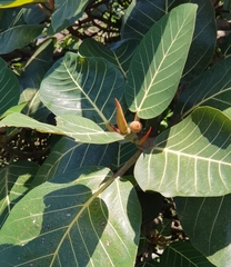 Ficus trichopoda