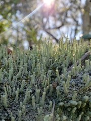 Cladonia subradiata